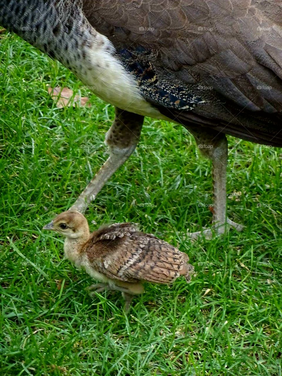 Baby peacock