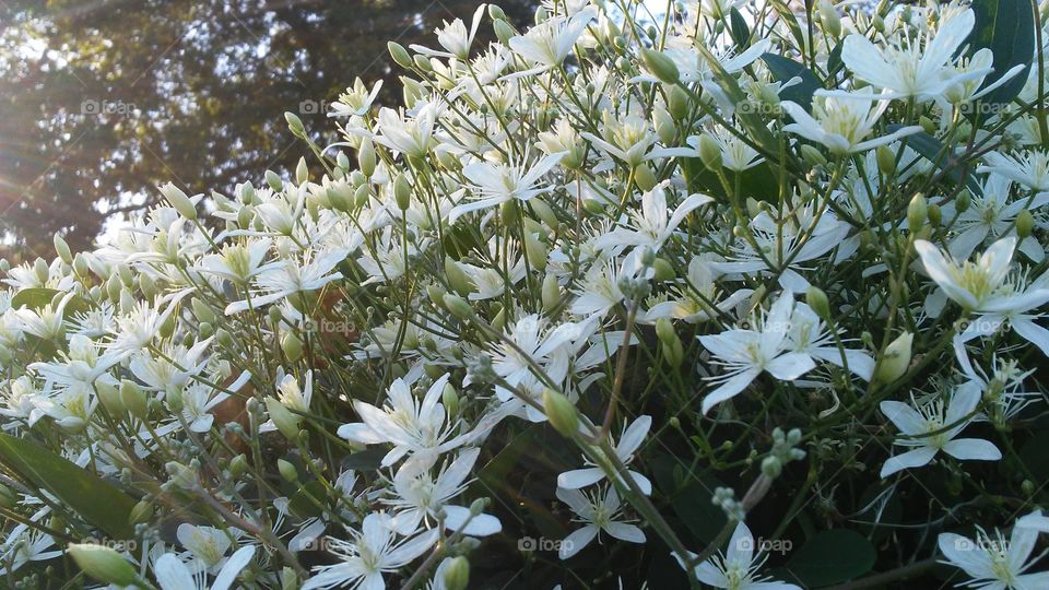 Flower, Nature, Flora, Garden, Leaf