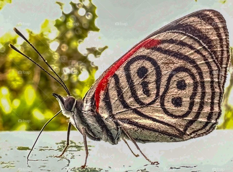Diaethria anna, or “Anna’s eighty-eight” butterfly