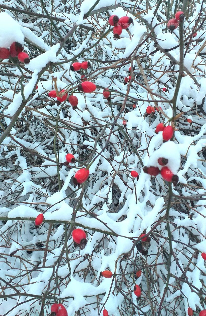 The colors of the winter