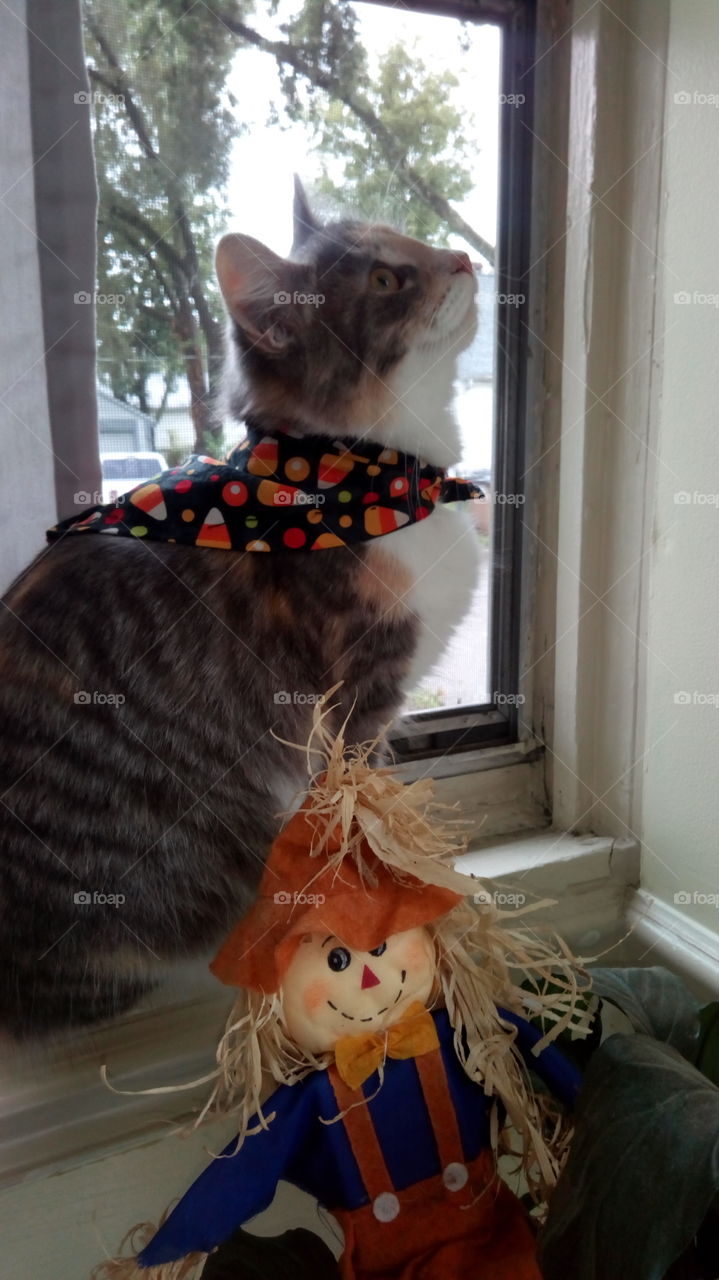 Rusty enjoying her new fall scarf:)
