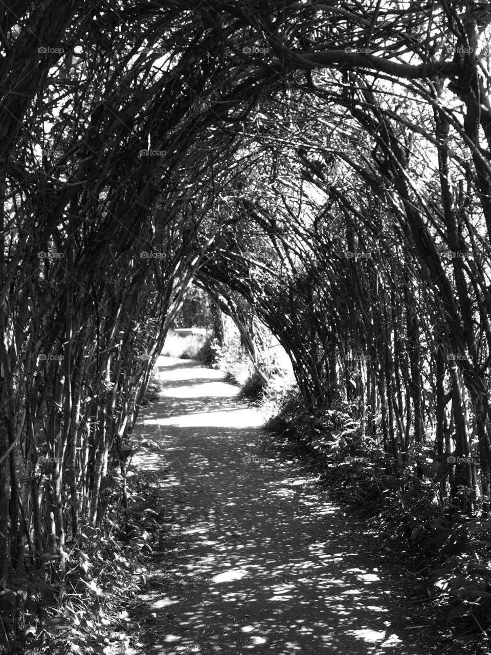 A Walk In The Willow