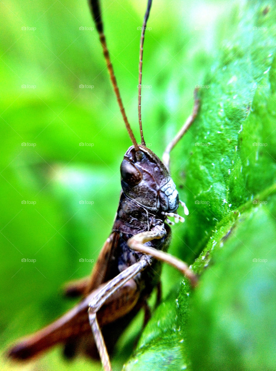 macro sommar insect animals by ka71