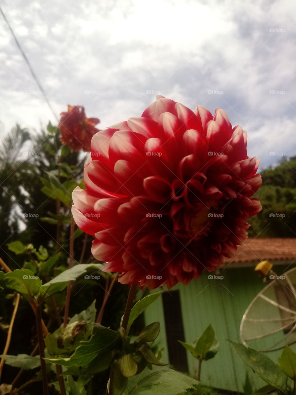 FLOWERS, NATURE, GARDEN, DAHLIA.