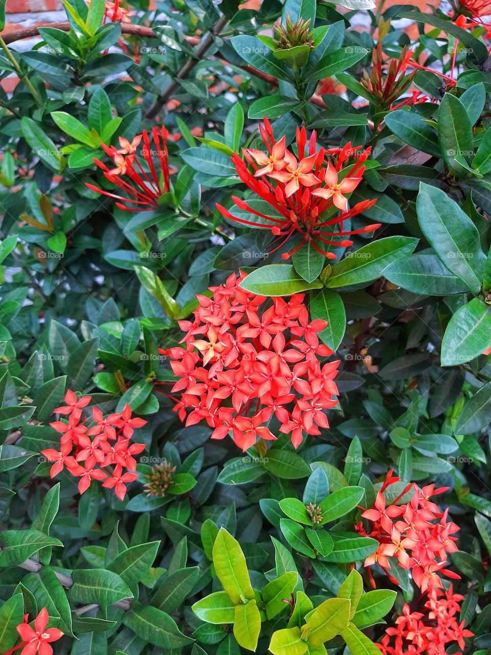 Beautiful red asoca flowers blooming in the garden