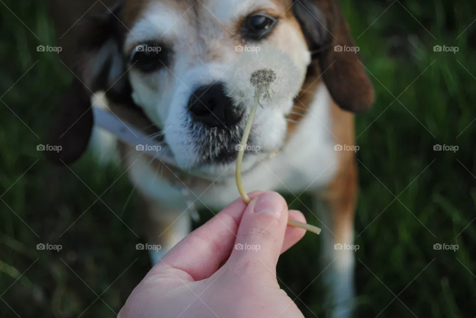 Curious Pup
