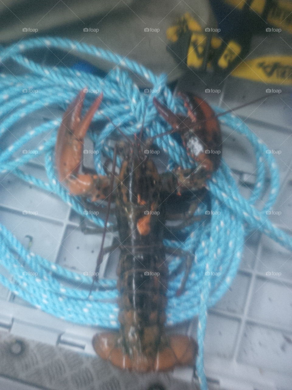 Funky looking lobster
