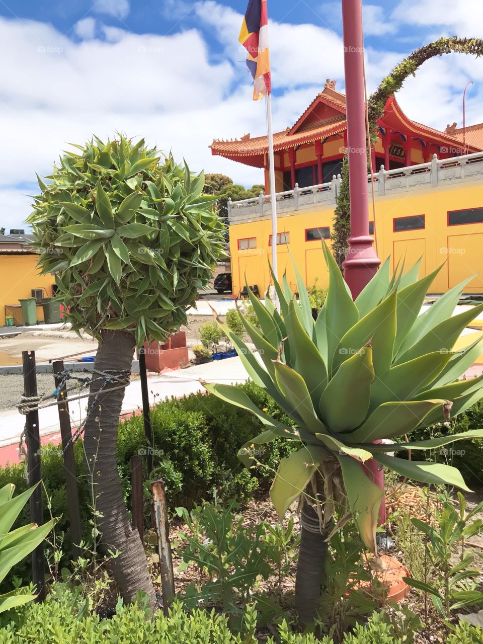 Agave attenuata: Perennial Succulent with a thick stem crowned by a rosette of sword shaped .. at Brighton Temple in Springvale South Melbourne Australia 