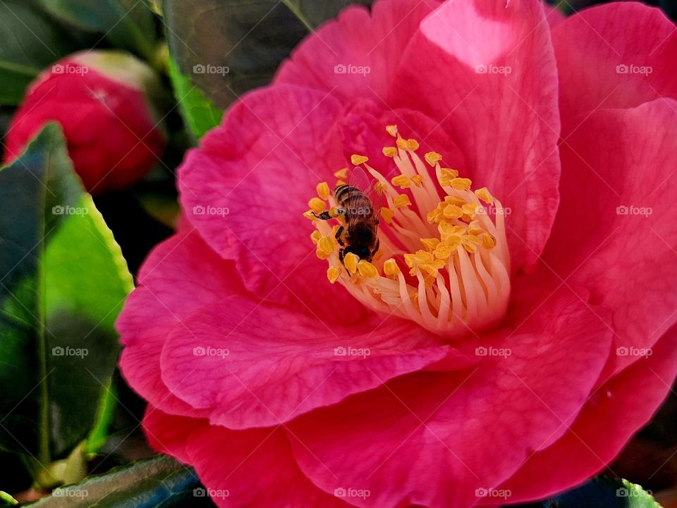 Close up on a bee feeding on the yellow pistils of a fuschia camellia in Locmiquélic