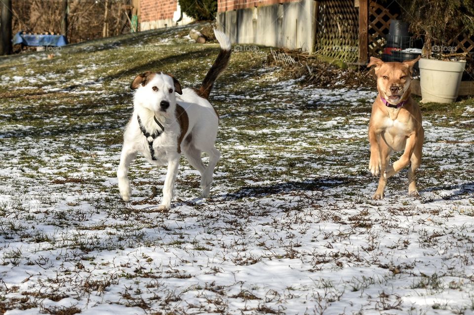 Cute dogs playing in snow and running toward me 