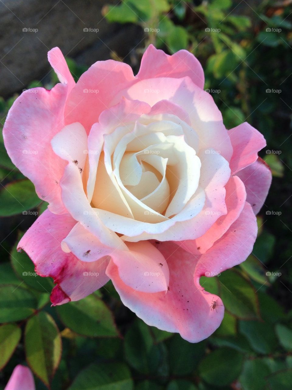 Pink flower in bloom