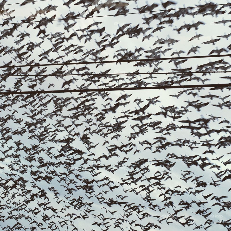 Abstract, Desktop, Pattern, Design, Bird