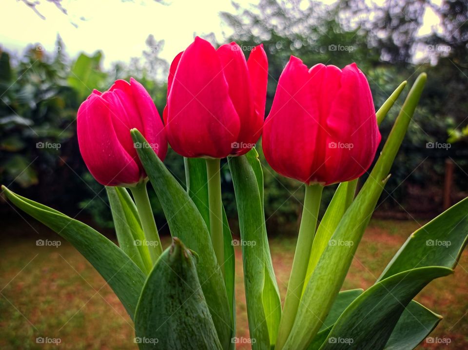 tulips