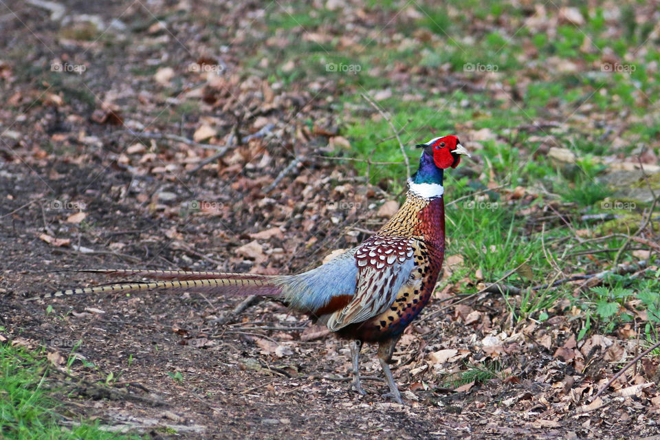 Spring Pheasant