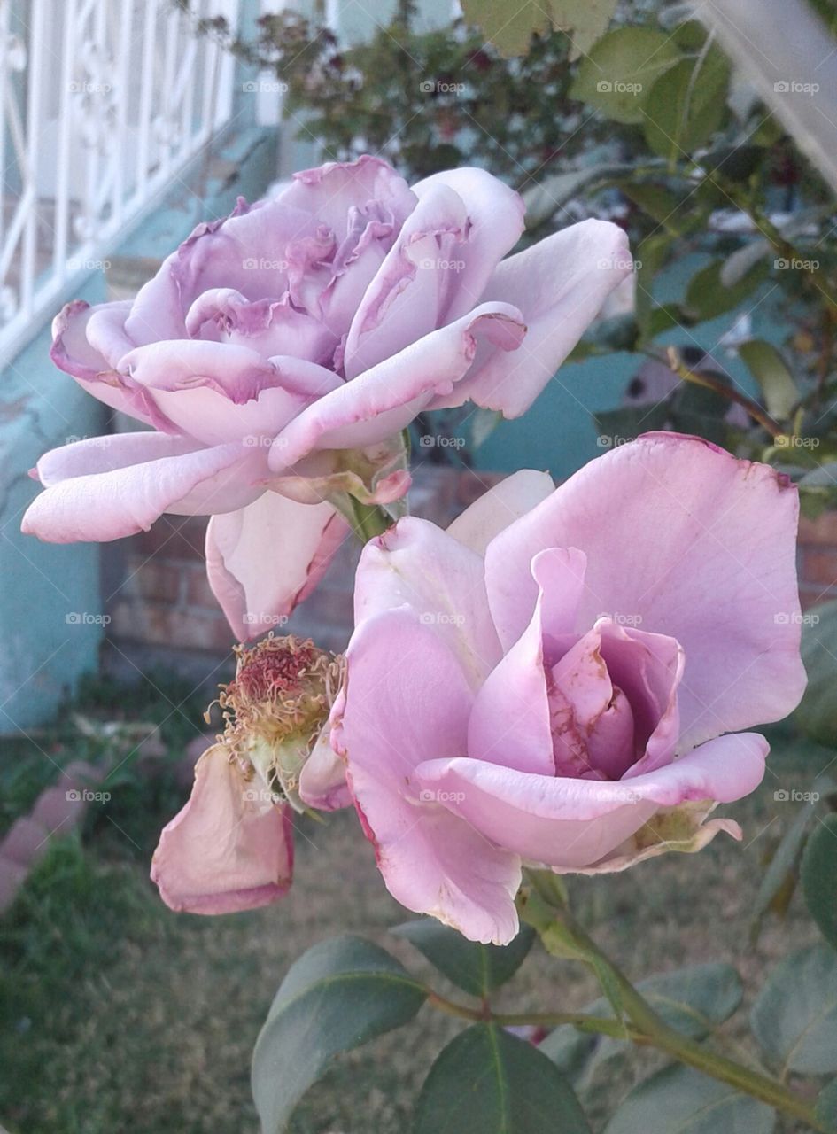 Whitering  Rose