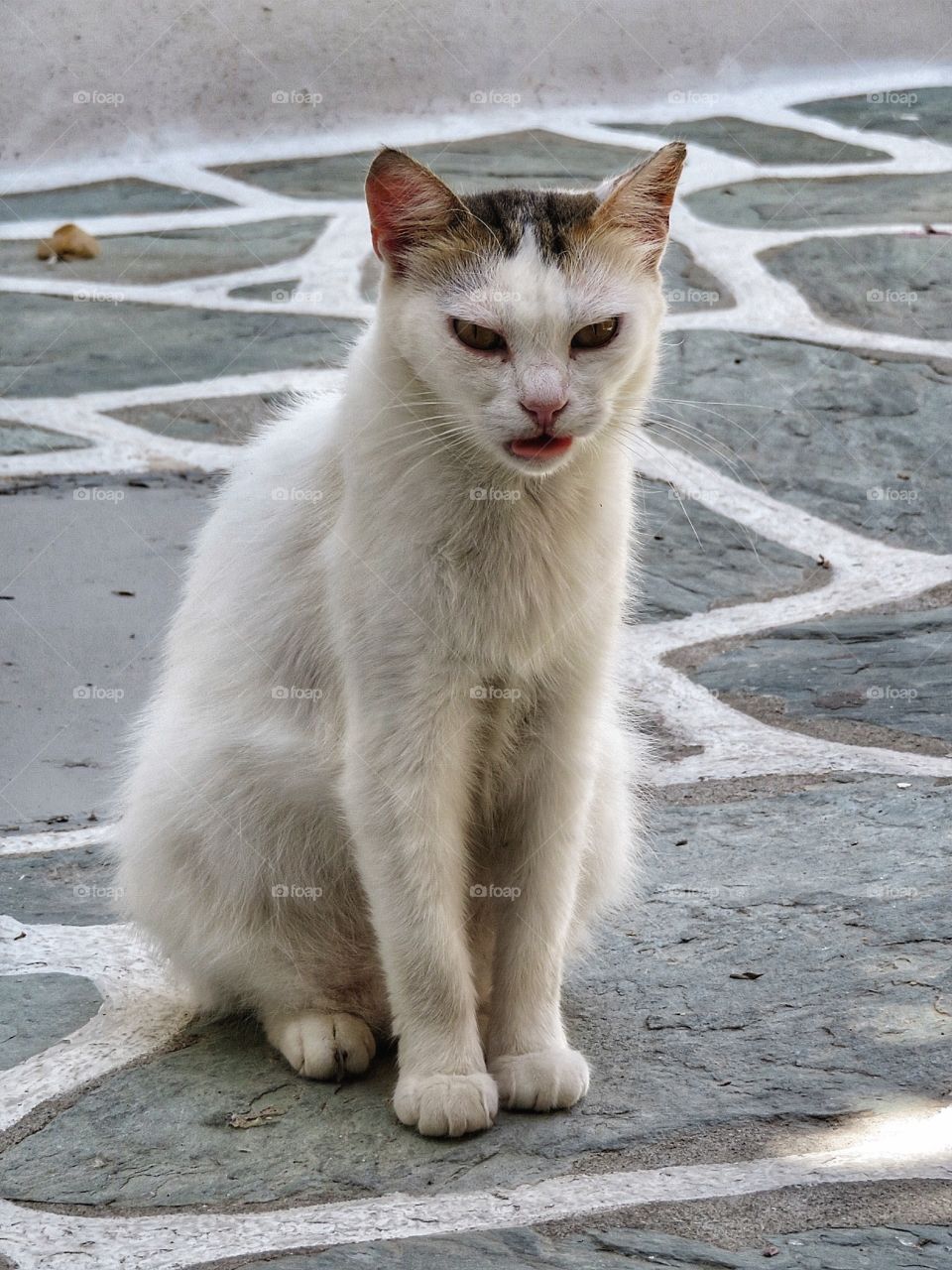 Greek cat - kind of scary