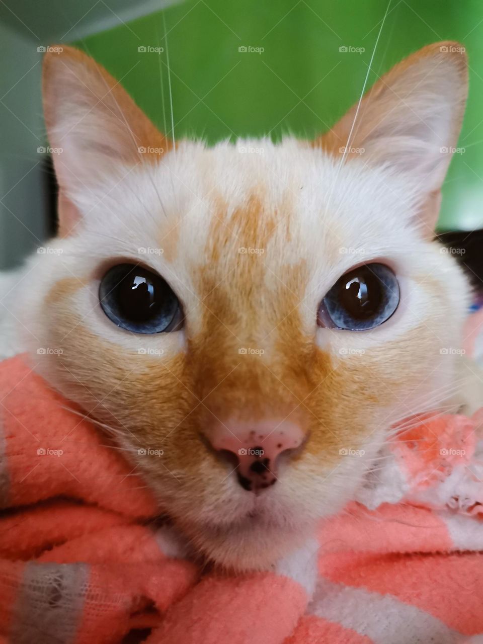 My pink and beautiful kitty 