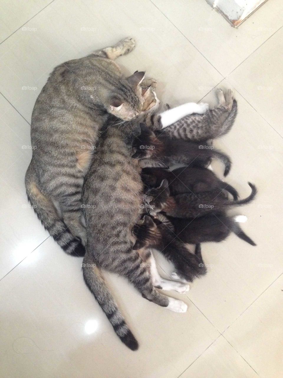 Lovely cat family