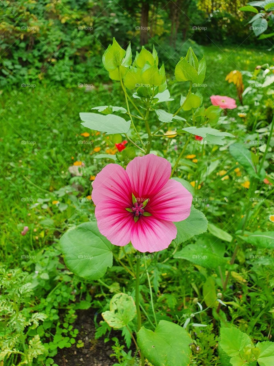 Beautiful flower in own garden gives joy.