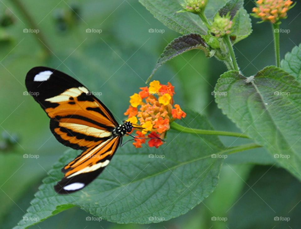 Borboleta e flor