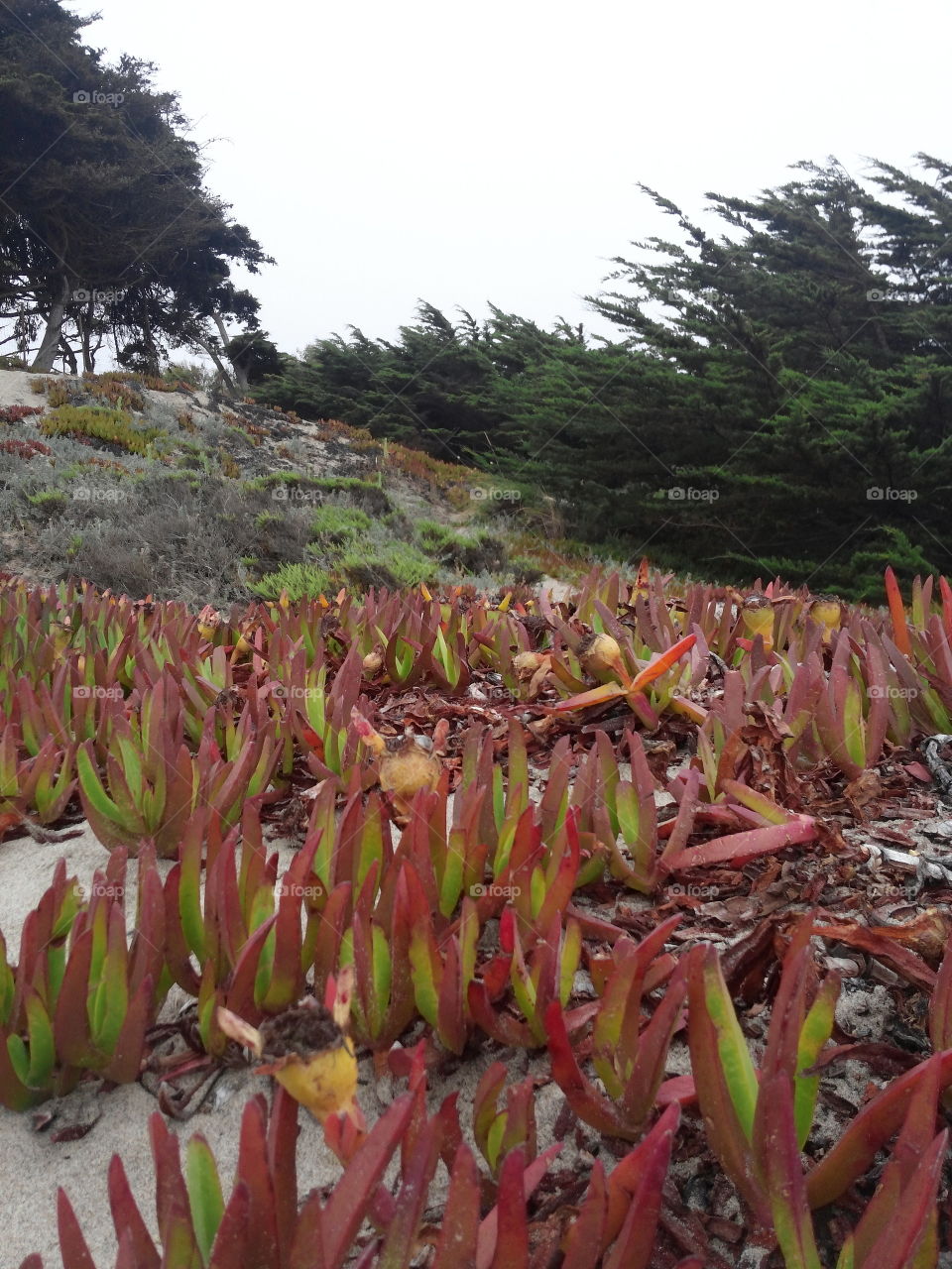 Pajaro dunes