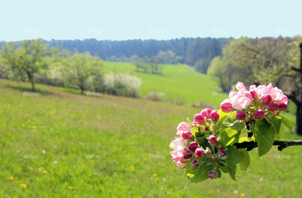 springtime landscape with trees and apple blossoms in the foreground