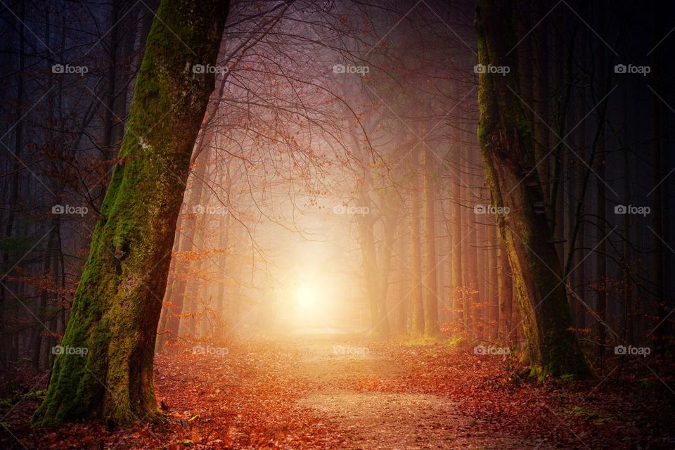 Enjoy the morning in the peaceful forest