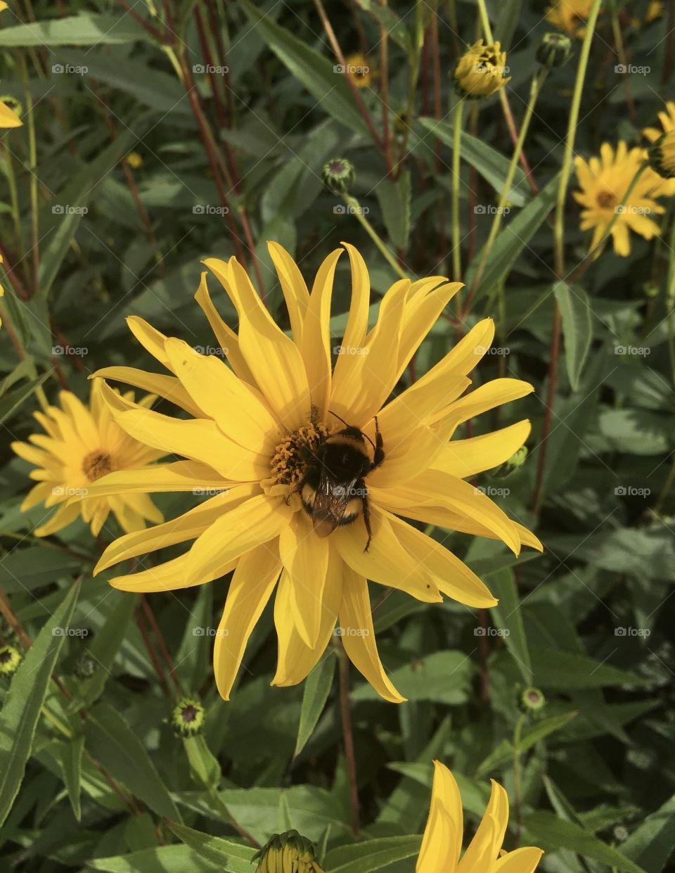 A large and busy bumblebee collection pollen from a pretty and eye catching yellow flower. 