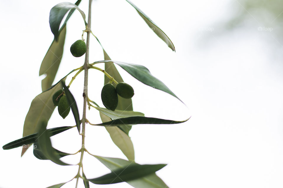 olives on tree. green olives on tree