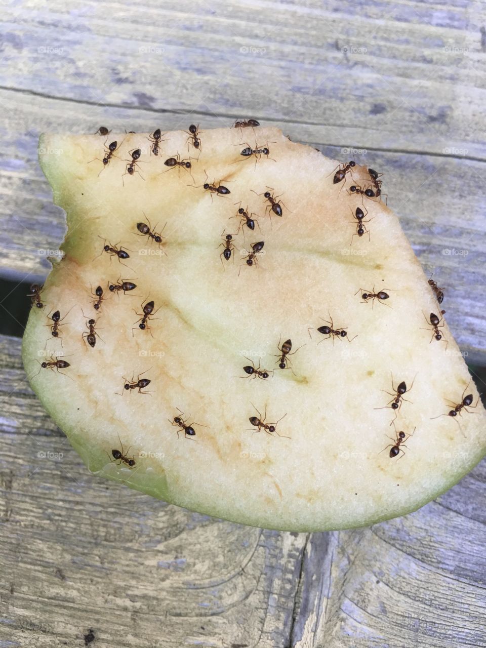 Ants working on food to bring back home 