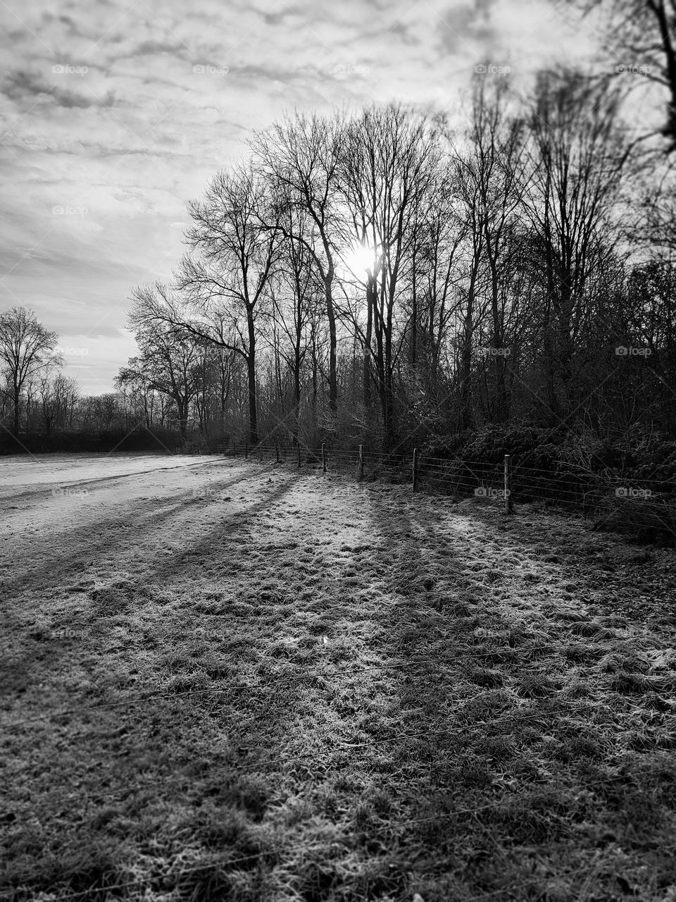 Wood, forest, nature