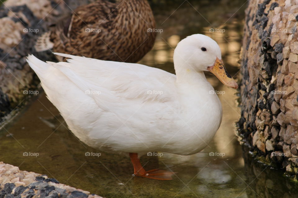 Cut white duck 