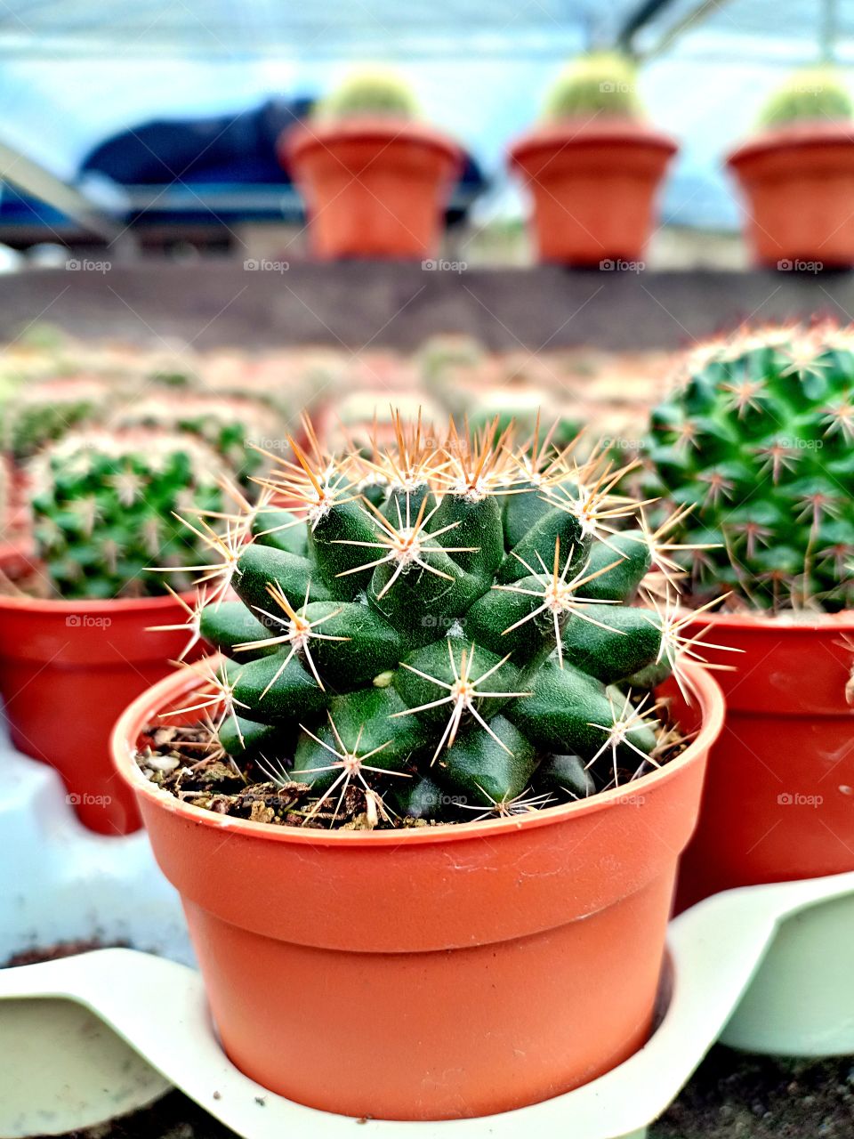 😍😍😍 Baby Cactus~
