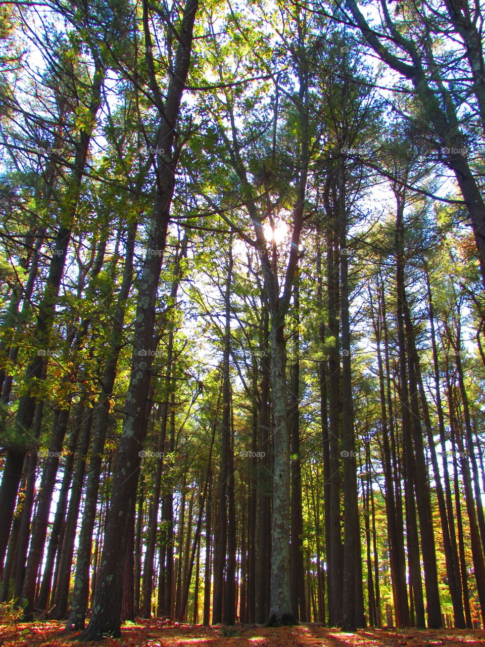 Wood, Nature, Sun, Tree, Fair Weather