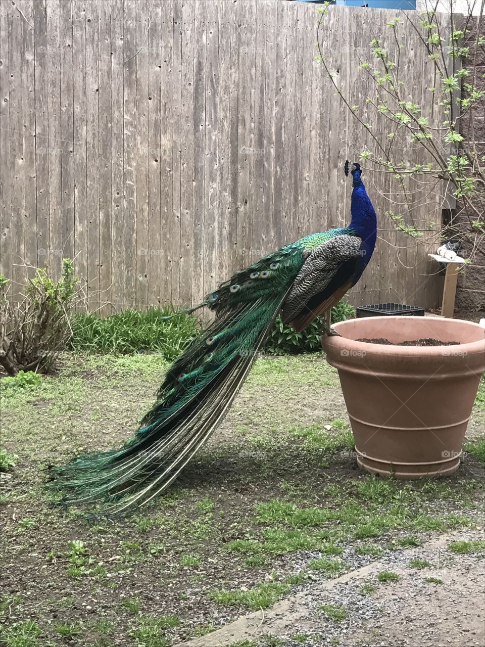 Make peacock