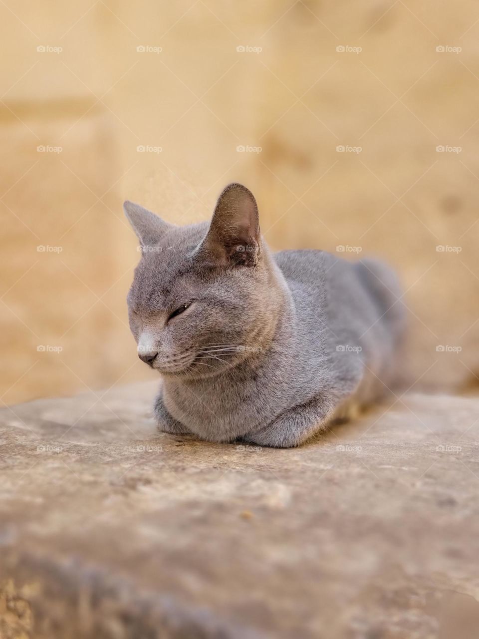 Cat at Luxor Egypt