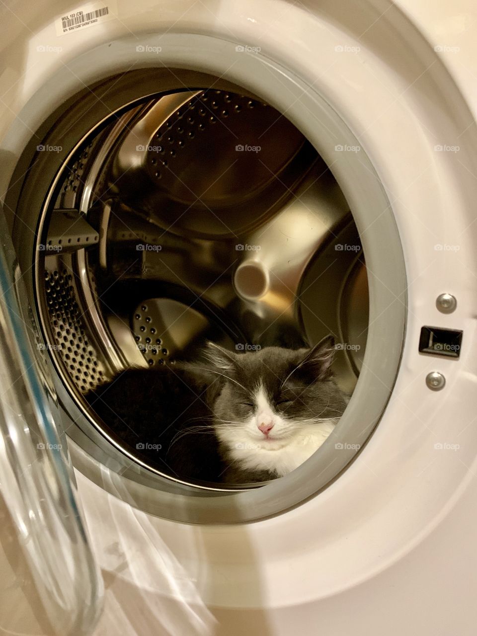 fluffy cat sleeps in the washing machine