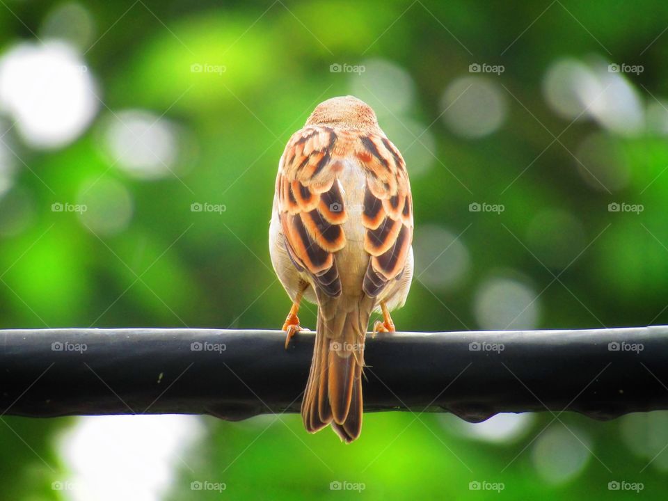 Sparrows are a family of small passerine birds. They are also known as true sparrows, or Old World sparrows, names also used for a particular genus of the family, Passer.