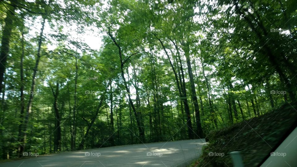 the forest of Table Rock