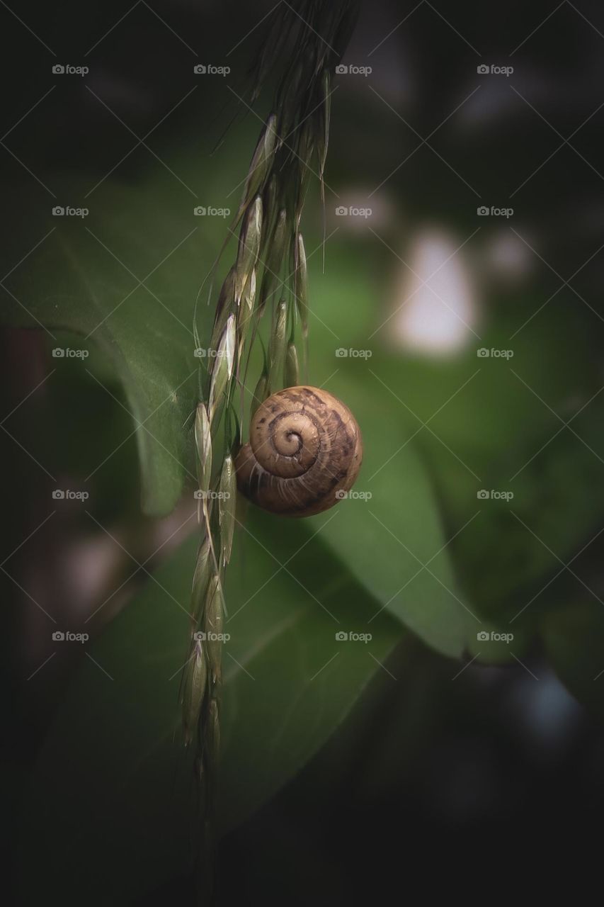 snail