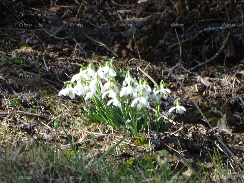 Kurpark in Bad Wildbad