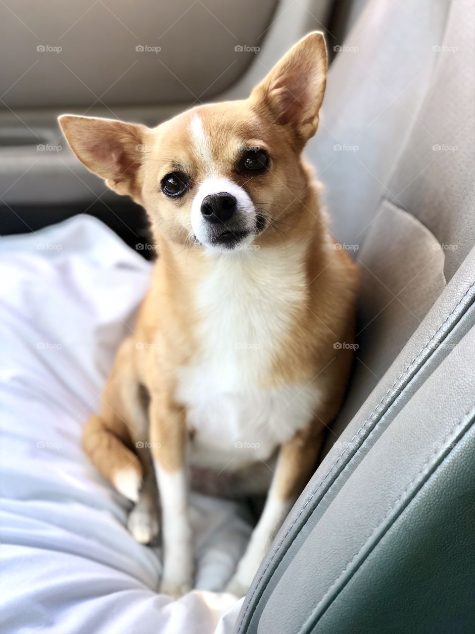 Relaxing in her favorite spot on her comfy pillow in the car for a chilly fall morning ride.