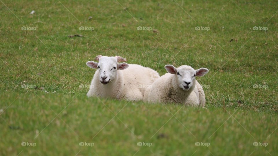 Sheeps at Rahinnane Castle - Ireland 2018