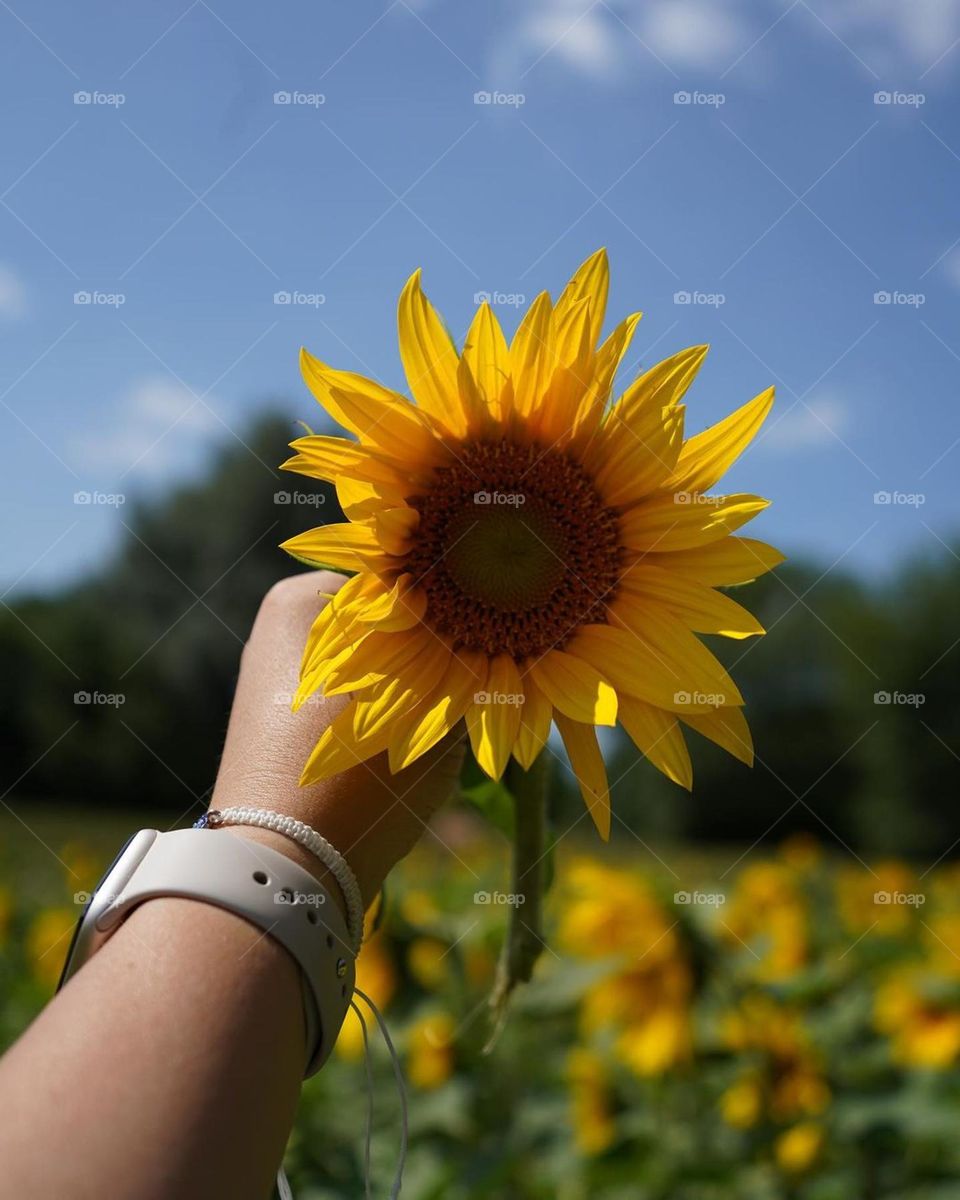 "Wie die Sonnenblume dem Licht entgegen, strecke ich mich dem Glück entgegen."