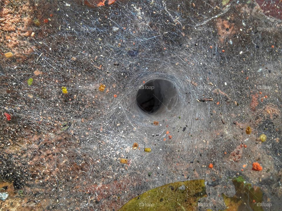 Spider web