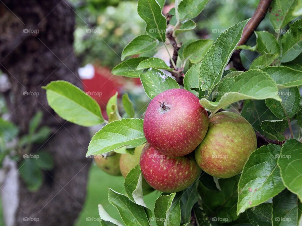 Apples hanging on a branch