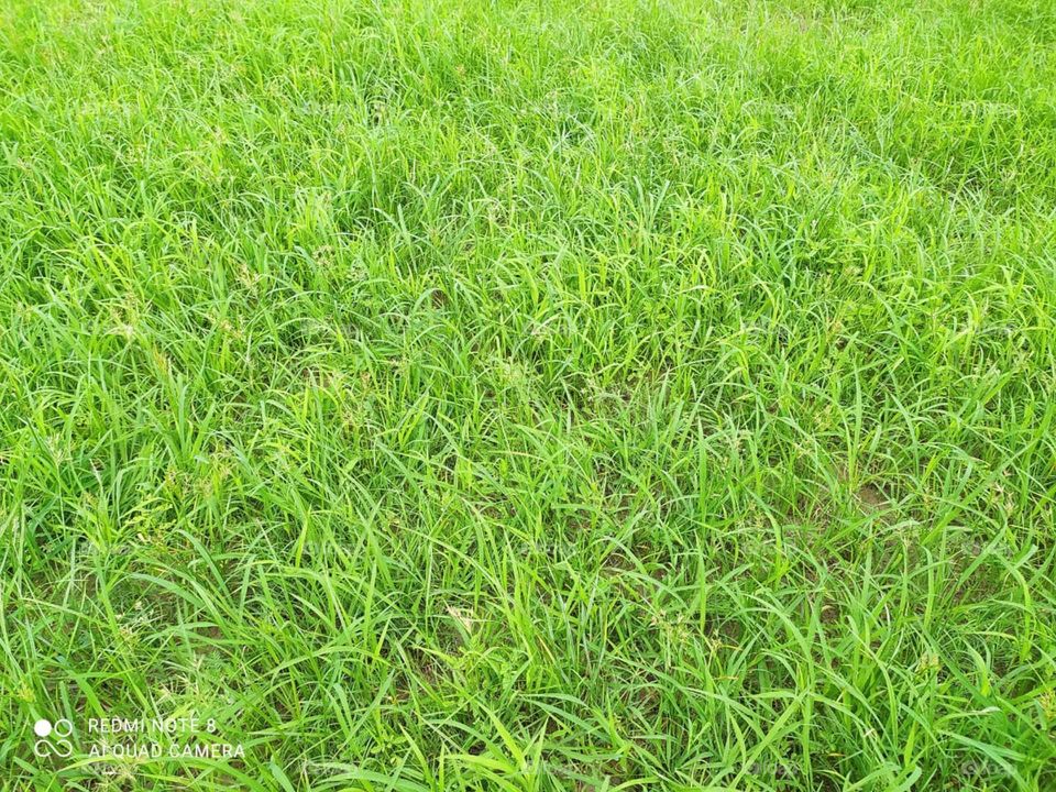 "The grass is green"