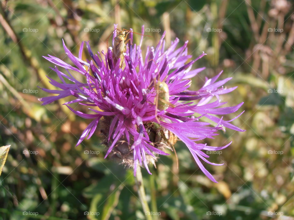 A Purple Clover Flower