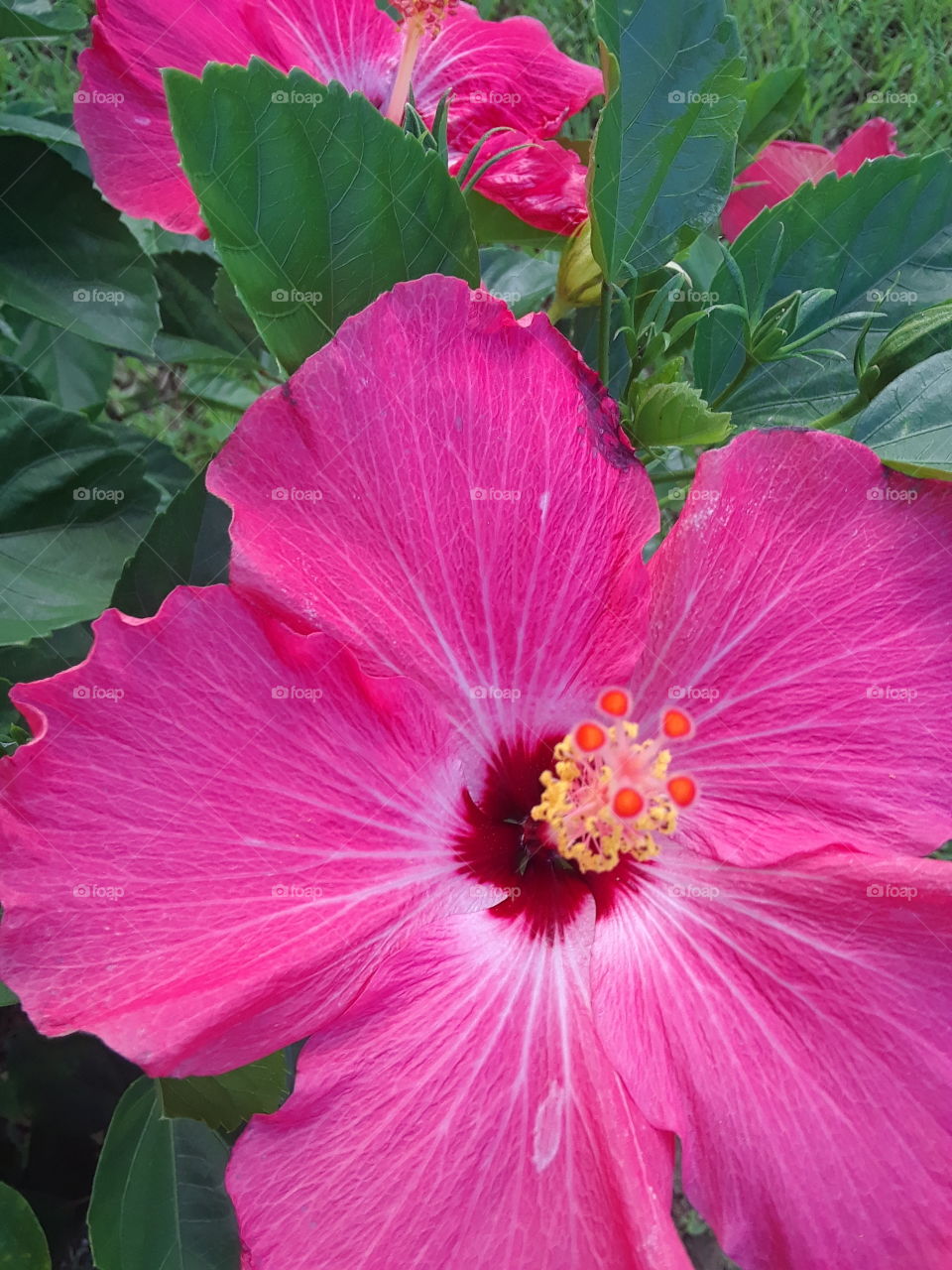 huge pink flower closeup