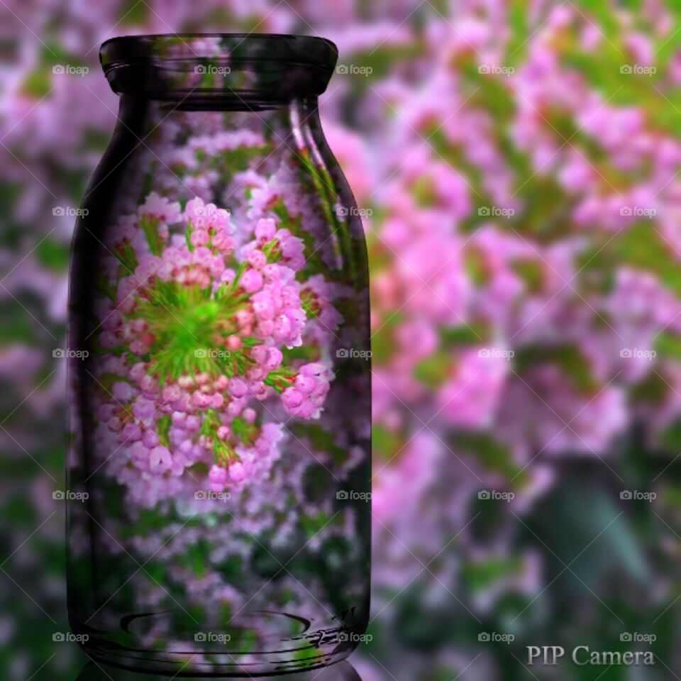 Garden in a Bottle 
